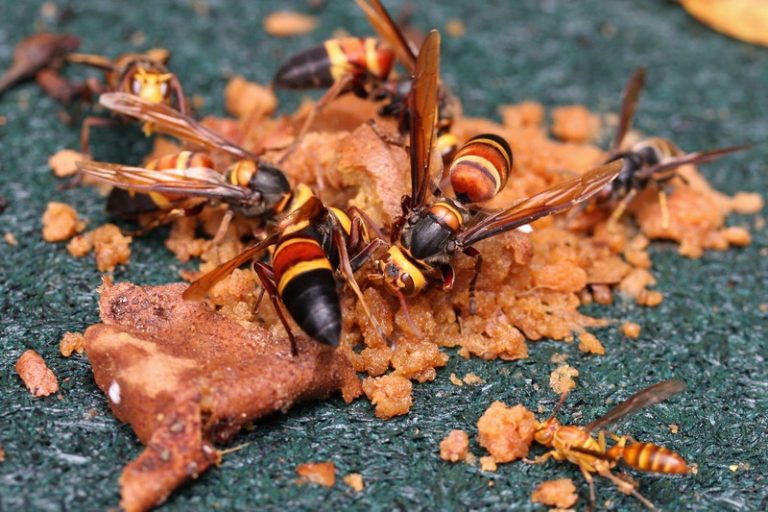 Vespa mandarinia tout savoir sur le frelon géant Blog d'IDLWT — free download